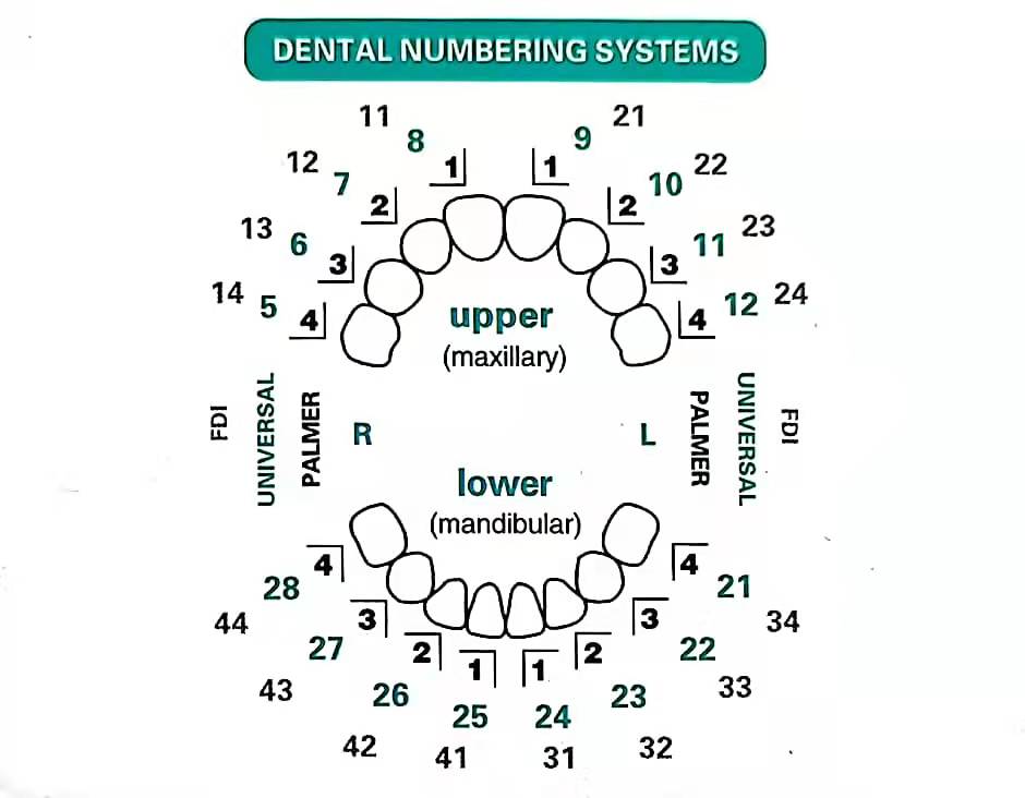Dental Mould For Composite Res - огляд і ціна Teeth Whitening Moulds
